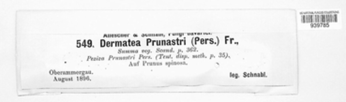 Tympanis prunastri image